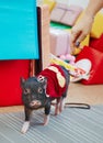 Small cute pig performance on kids birthday