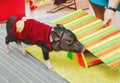 Small cute pig performance on kids birthday