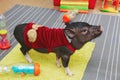 Small cute pig performance on kids birthday