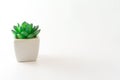 Small cute plant minimal style on white background