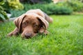 Small cute puppy of chocolate labrador retriever sitting in the grass. Diffuse background. Brown fluffy fur. Beautiful green eyes Royalty Free Stock Photo