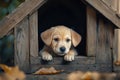 Small cute puppy inside dog house in a backyard. Ai Generative Royalty Free Stock Photo