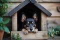 Small cute puppy inside dog house in a backyard. Ai Generative Royalty Free Stock Photo