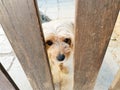 small cute puppy is waiting behind wooden fence. Concept of loneliness.and friendship. Little Pet outside
