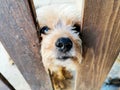 small cute puppy is waiting behind wooden fence. Concept of loneliness.and friendship. Little Pet outside