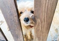 small cute puppy is waiting behind wooden fence. Concept of loneliness.and friendship. Little Pet outside
