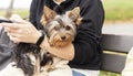 A small cute puppy of a Yorkshire terrier sits on the owner`s hand on a bench. Dog on a walk Royalty Free Stock Photo