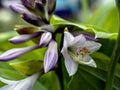 Small cute purple Lily in the garden, macro
