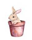 Small cute rabbit in a flower pot. Adorable watercolor, Easter bunny