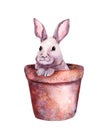 Small cute rabbit in a flower pot. Adorable watercolor with Easter bunny