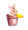 Small cute rabbit in a flower pot with yellow crocus flowers. Pretty watercolor Easter bunny