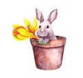 Small cute rabbit in a flower pot with yellow crocus flowers. Pretty watercolor with Easter bunny