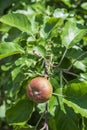 Small cute red apple hanging on a tree Royalty Free Stock Photo