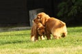 Small and cute red Cocker Spaniel puppies cudling in the green grass