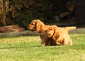 Small and cute red Cocker Spaniel puppies running and cudling in the green grass