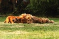 Small and cute red Cocker Spaniel puppy lying and cudling with its mother in the green grass, morning sun