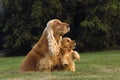 Small and cute red Cocker Spaniel puppy sitting with its mother in the green grass, morning sun Royalty Free Stock Photo