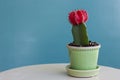 Red Moon Cactus on a Blue Background Royalty Free Stock Photo