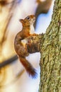 Cute Red Squirrel Balanced on a Branch Royalty Free Stock Photo