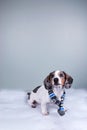 Small cute sausage dachshund doxie dog wearing winter scarf on plain blank background