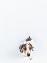 Small cute sausage dachshund doxie puppy dog looking funny on plain white background