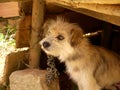 Small cute shaggy dog chained to wooden kennel