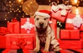 Small cute shar pei puppy. puppy in santa claus hat. small dog at red present box. happy new year. merry christmas