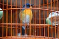 A small and cute song bird in the cage Royalty Free Stock Photo