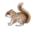 Small cute squirrel realistic illustration. Funny tiny rodent with fluffy fur. Hand drawn forest and park tree wild