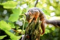 Small cute squirrel on the tree branch, close-up Royalty Free Stock Photo