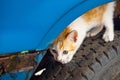 Small cute tabby yellow and white kitten playing standing on dirty car tire Royalty Free Stock Photo