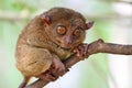 Small and cute tarsier Royalty Free Stock Photo