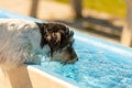 Small cute thirsty Jack Russell Terrier dog drinking cold water from a well on a hot summer day Royalty Free Stock Photo