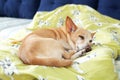 Small cute tired Chihuahua dog resting on bed on a sunny day on blanket. Care for pet. Portrait of dog sleeping morning on couch. Royalty Free Stock Photo