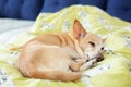 Small cute tired Chihuahua dog resting on bed on a sunny day on blanket. Care for pet. Portrait of dog sleeping morning on couch.