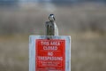 Small cute Tree Swallow bird perched on a wooden post with a warning sign for no trespassing Royalty Free Stock Photo