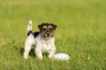 Small cute tricolor Jack Russell Terrier is standing at a bullet and is waiting. Sporty obedient dog in training