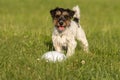 Small cute tricolor Jack Russell Terrier is standing at a bullet and is waiting. Sporty obedient dog in training