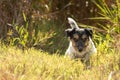 Small cute tricolor rough haired jack russell terrier dog in an autumnal environment
