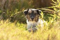 Small cute tricolor rough haired jack russell terrier dog in an autumnal environment