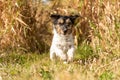 Small cute tricolor rough haired jack russell terrier dog in an autumnal environment