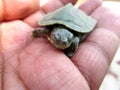 Small cute turtle on a human hand with a slight eye opened