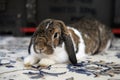 Small cute white and brown bunny laying on the carpet