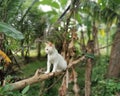 Small cute white cat on the branch of the tree in the forest Royalty Free Stock Photo
