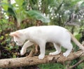Small cute white cat on the branch of the tree in the forest Royalty Free Stock Photo
