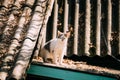 Small Cute White Cat Resting Sitting On Old Roof Of Wooden House In Countryside At Sunny Autumn Day Royalty Free Stock Photo