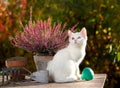 Small white cat beside flowers in garden Royalty Free Stock Photo