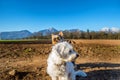 Small cute white Maltese dog in foreground and Yorkshire Terrier Yorkie in background