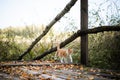 A small cute white and red kitten walks on a wooden bridge