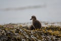 Small cute wild duck in wild nature, Iceland